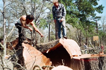 Stump Grinding