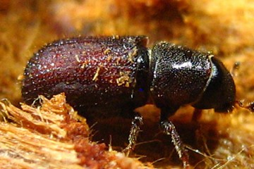 Pine Bark Beetles