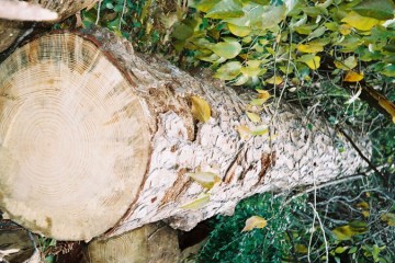 Tree Trimming